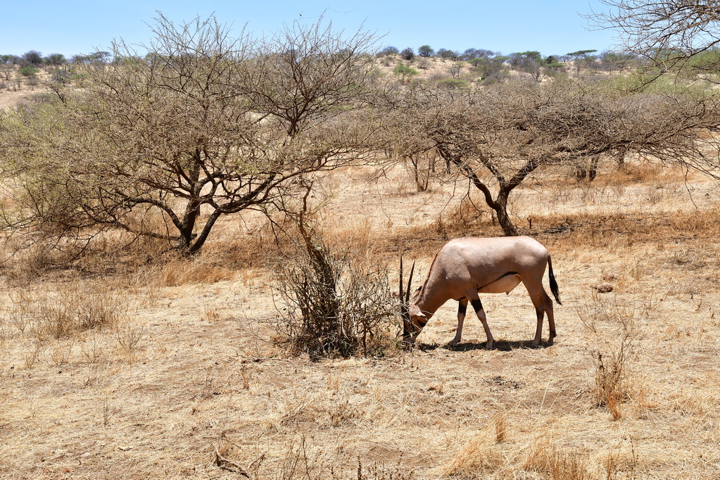 Tsavo West National Park
